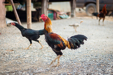 Rooster. Actions of Thai fighting roosters on natural background. beautiful rooster on nature background	
