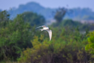 Beautiful birds of the world