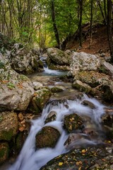 stream in the forest