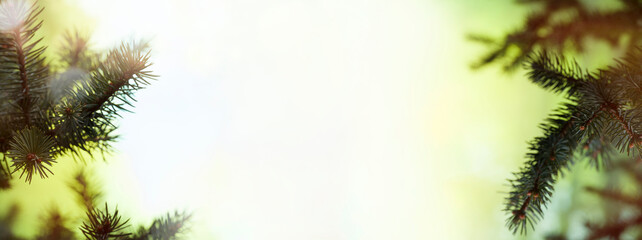 Obraz premium Background for Christmas and New Year banner. Daylight bokeh background with pine branches