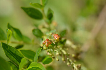 English redoul seed pods