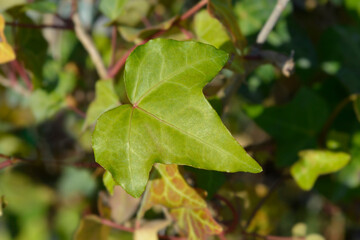 Ivy Plattensee leaf
