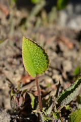 Eastern borage new leaf