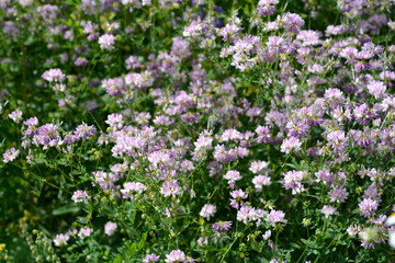 Purple crown vetch flowers