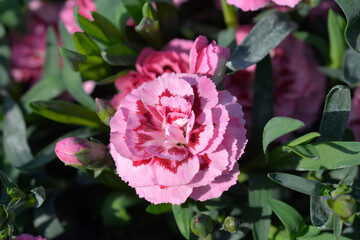 Carnation flower