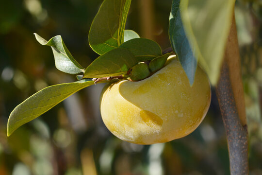 Japanese persimmon Jiro branch with fruit
