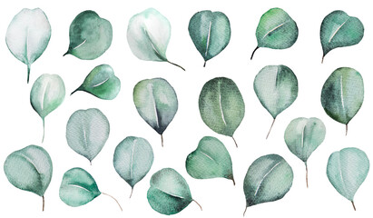 Watercolor eucalyptus green leaves isolatedillustration, wedding Element