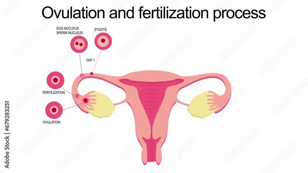 Poster Flat illustration of stages of ovulation and fertilization of female reproductive system on white background. Biology, anatomy, medicine and scientific concept. Realistic illustration