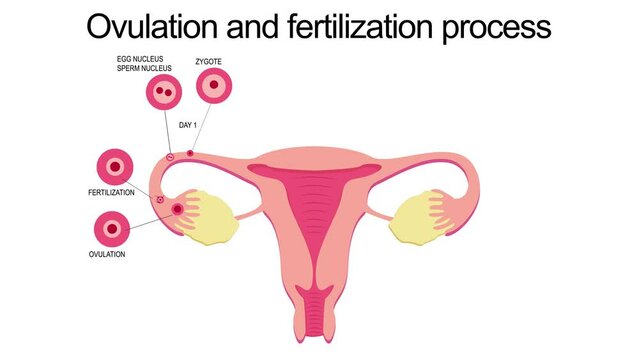 Flat illustration of stages of ovulation and fertilization of female reproductive system on white background. Biology, anatomy, medicine and scientific concept. Realistic illustration