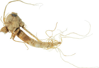 ginseng cut out on transparent background.