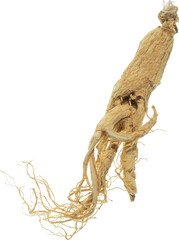 ginseng cut out on transparent background.