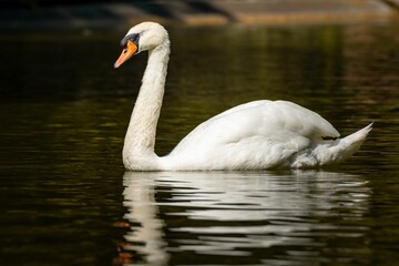 Fototapeta premium Majestic white swan gliding gracefully in the tranquil waters of a lake