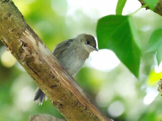 Low angle shot of a garden warbler bird perched on a tree branch