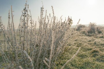 Scenic winter landscape featuring a lush plant covered in frost