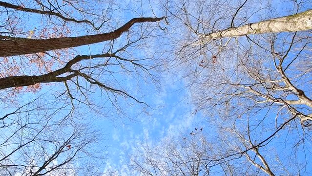 Sunny winter day looking up on beerf treas crowns blue sku