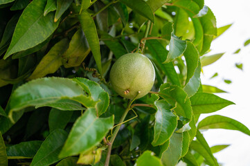 Passion fruit maracuja growing on the tree in the garden, beauty summer day