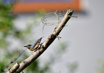 Eurasian Nuthatch sits eating seeds of sunflower on the feed in the summer during the rain