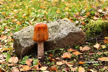 Champignon émergeant à côté d'une pierre