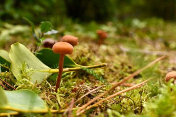 Petits champignons sortant de la mousse