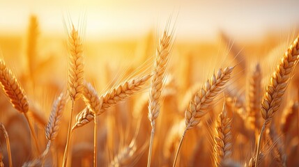 closeup of a wheat field at sunset