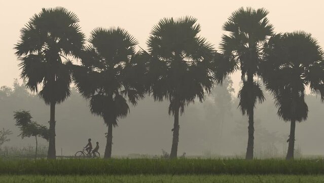 A group of palm trees on the side of a village path. Foggy winter morning video of rural Bangladesh with ambient sound. Footage for use in videos about nature, travel, and rural life.
