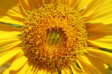 Closeup the Details of Sunflower's Amazing Disc Floret