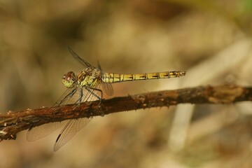 Closeup on a Common European darter dragonfly, Sympetrum striolatum perched on a twig