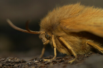 Detailed closeup on the light brown Oak Eggar moth, Lasiocampa quernus