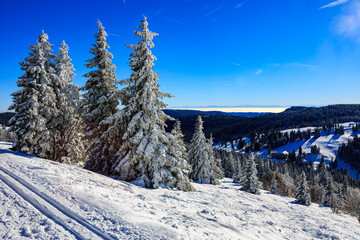 Blach Forest Winter