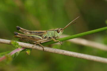 Closeup on the common European Meadow grasshopper, Pseudochorthippus parallelus in the grass