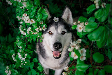 Husky in white flowers