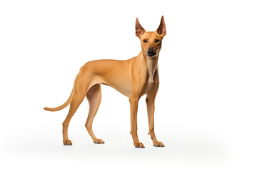 pharaoh breed dog with white background - obrazy, fototapety, plakaty