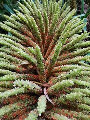 Presqu'ile de Crozon, fruit de rubarbe g&eacute;ante