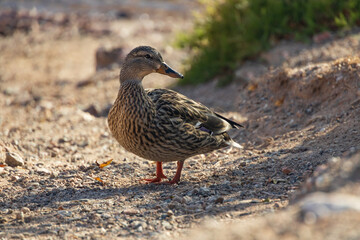 Female mallard on the beach in the sun