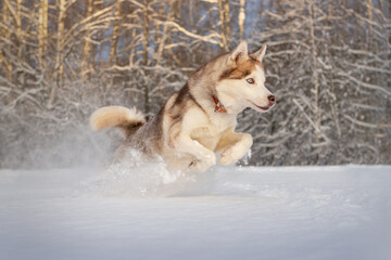 Husky running in snow
