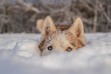 Husky hiding in the snow