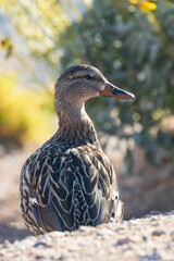 Close-up of female mallard on the beach in the sun