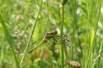 Closeup on a yellow colored common European black tailed skimmer, Orthetrum cancellatum, hiding in the grass