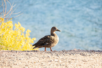 Female mallard on the beach