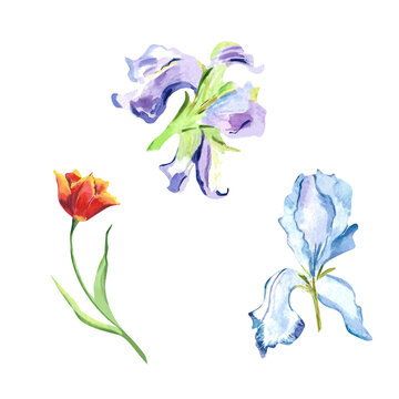 Watercolor isolated pastel irises and tulip. Hand painted floral illustration with delicate violet irises red tulip Botanical set on isolated background Drawing for greeting cards for Women's day 2024