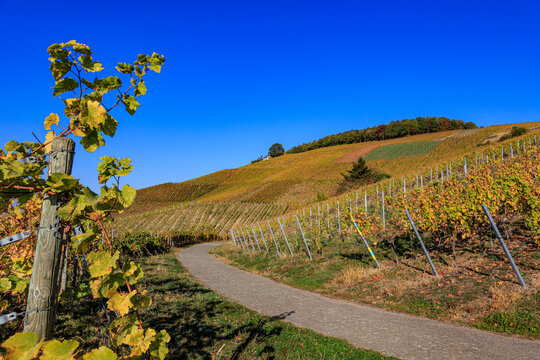 Grapevines