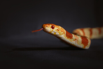 Close up of a corn snake