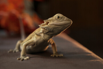 Bearded dragon