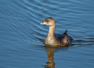 Pied-billed Grebe