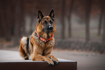 Portrait of german shepherd dog