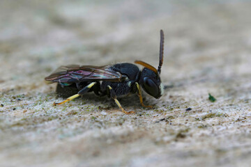 Closeup on a male of the rare and endangered punctate spatulate-masked bee, Hylaeus punctatus , found in Belgium