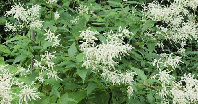 (Koenigia &times; fennica) Finnish knotweed. Ornamental shrub in a park with clusters of creamy-white flowers in corymbs on stems bearing large pointed green foliage swaying in the wind
