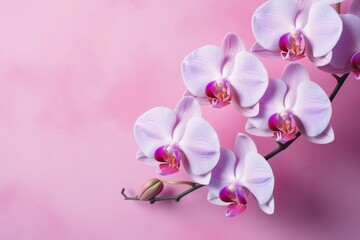 Naklejka na ściany i meble Pink orchid flowers on a pastel background. Generative AI
