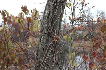 ivy on tree