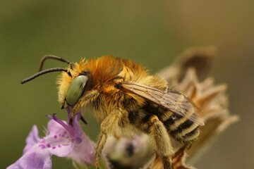 Closeup of a cute small fluffy male solitary Green-eyed Flower Bee, Anthophora bimaculata, sitting on a flower